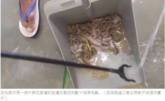 紧急提醒!厦门海滩发现有毒的海毛虫,严重会导致休克!