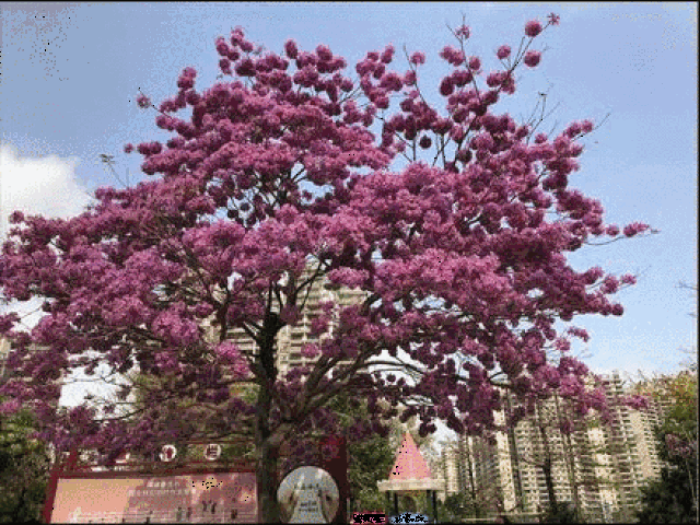 除了"网红树",清城的禾雀花,桃花已含苞待放,静待你来