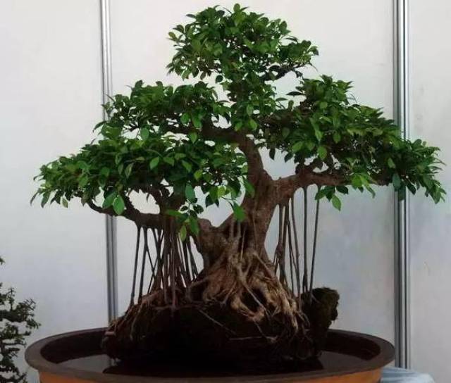 如果想要错落有致的榕树盆景,可以选取几根比较健壮的树枝,然后剪的
