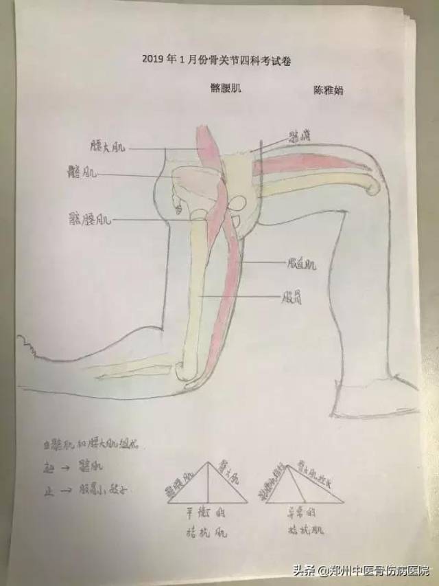 灵魂画手上线白衣天使手绘髋关节解剖图你见过吗