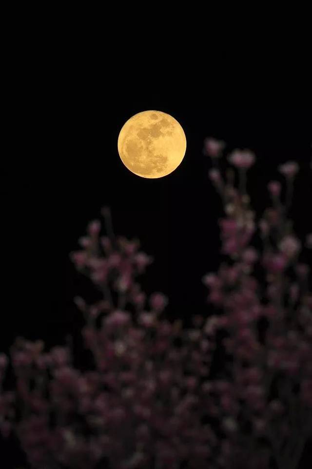 二胡 |《月夜》恬静肃穆,夜霭如霜