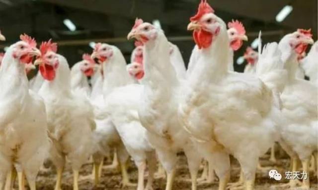 【家禽养殖】如何做好鸡群免疫预防?肉鸡