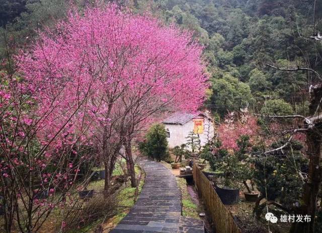 卖花渔村第八届梅花节开幕啦!