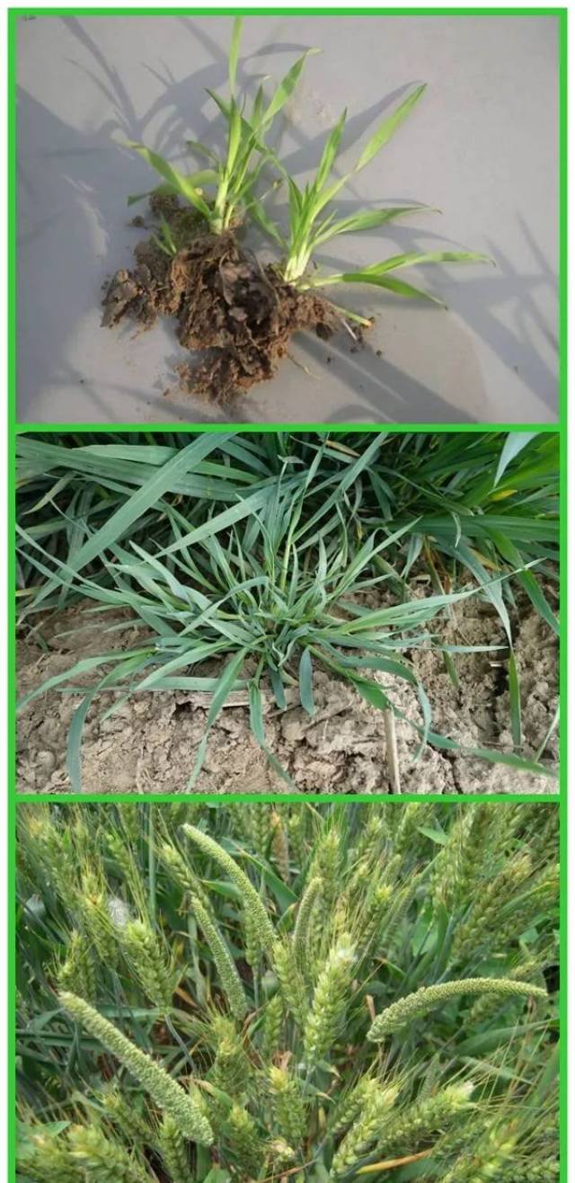 按除草剂的防除对象分类 杂草: 禾本科杂草,莎草科杂草,阔叶杂草 .