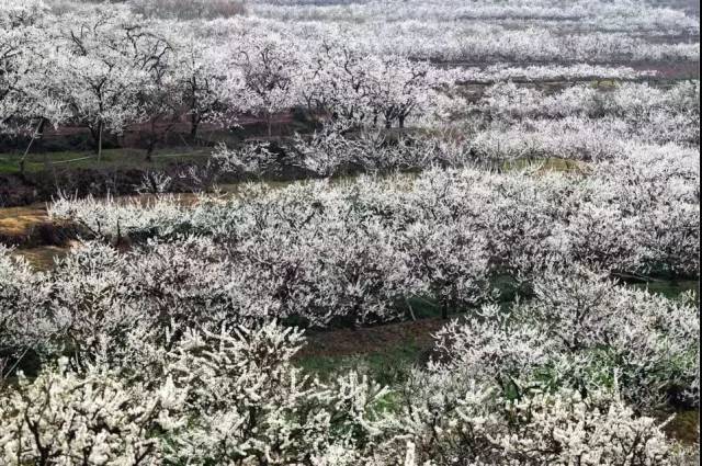 达州这些赏花好去处你都知道吗?你去过没