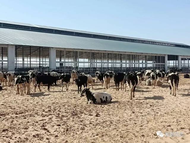 白土岗养殖基地首批澳洲奶牛入住泽瑞奶牛场
