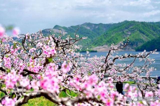 下个月,让我们相约去麻江乌羊麻过桃花节去!