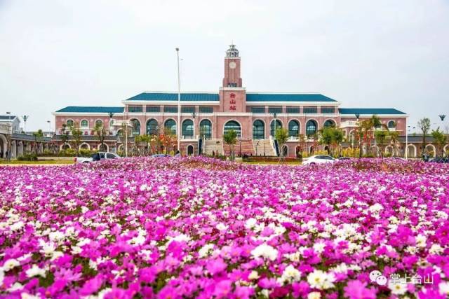 台山火车站网红花海遭破坏!真的太心疼啦~