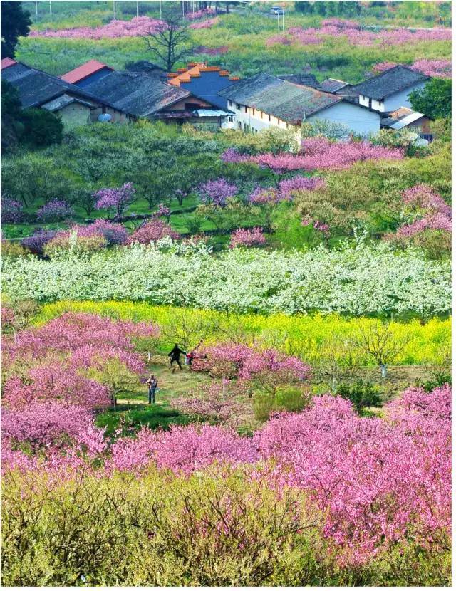 【桃花控】韶关乐昌九峰山赏桃李花海,住国际五星洲际