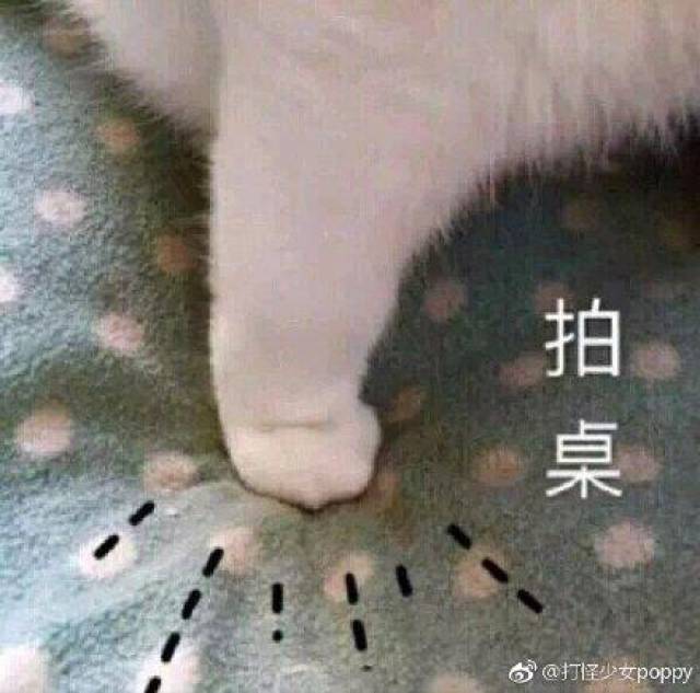 猫咪表情包:新的一天,新的可爱