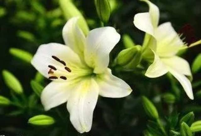 “过时”年花年桔怎么处理？ 教你几招变废为宝