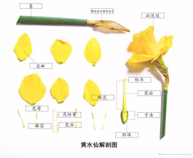 花冠上附属的延伸结构称为副花冠,筒状的副花冠是水仙属植物最重要的