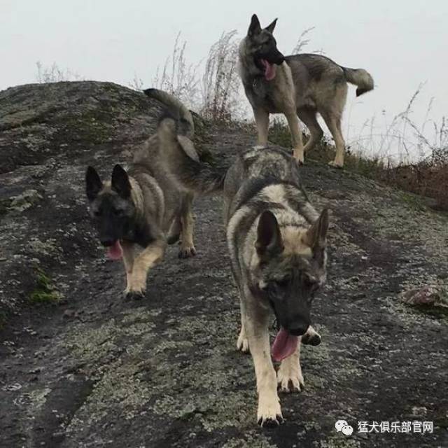 狼青犬美图鉴赏