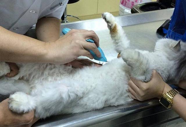 猫咪猝死的原因,主人应注意六点,特别是猫心肌肥大症