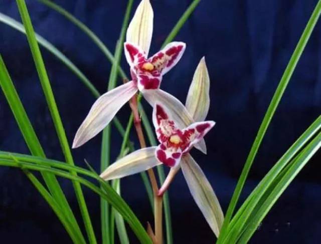 “过时”年花年桔怎么处理？ 教你几招变废为宝