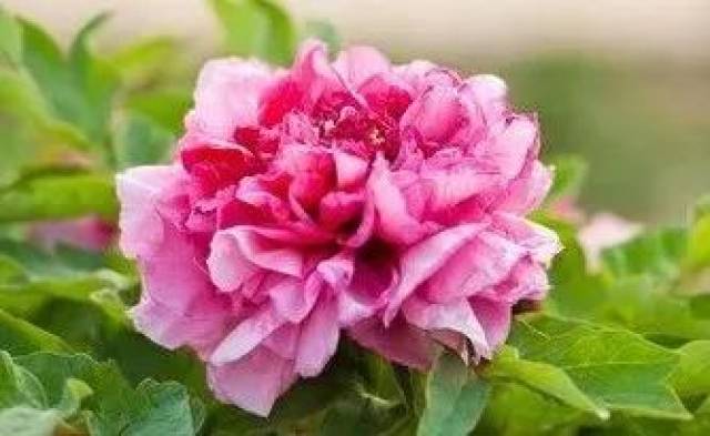 “过时”年花年桔怎么处理？ 教你几招变废为宝