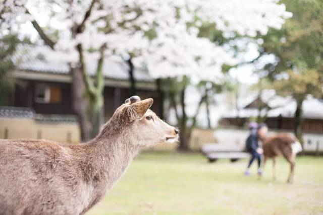 超变网页传奇世界新上线!光赏樱就满足了?这种私家深度玩法才够值啊!