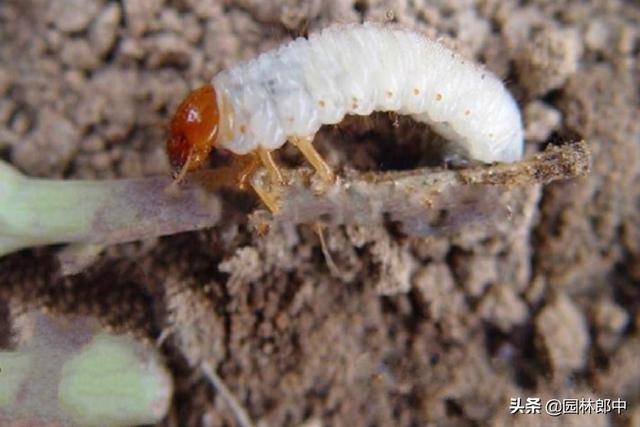 害虫的种类特别多,它们一生或一生中某个阶段都是长期生活在土壤中的