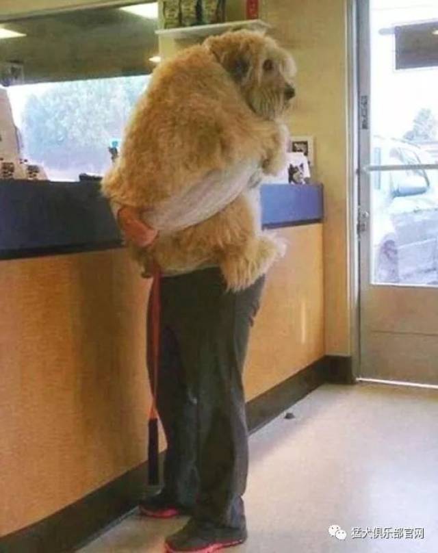 快闪开,别挡到我猎狼的路!