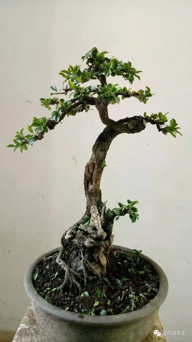 小叶鼠李精品盆景赏析