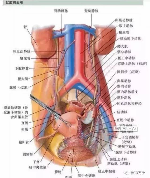 骨盆底 盆腔解剖图谱