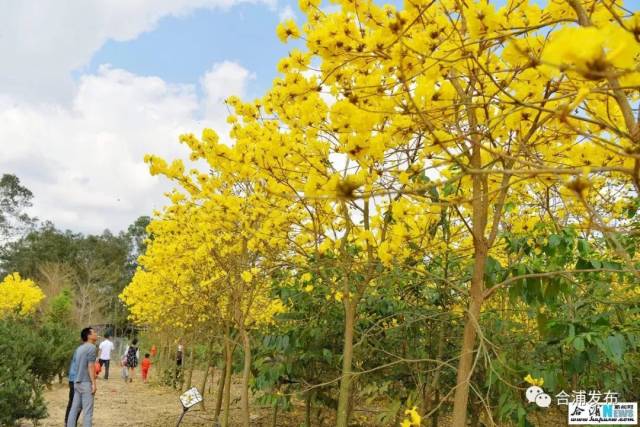 黄花风铃花盛开,游客争相来赏花