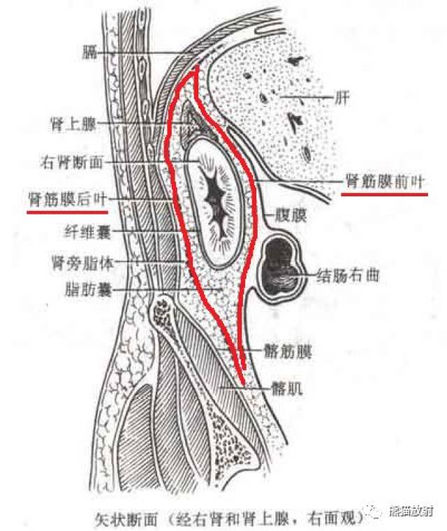 解剖丨腹膜后间隙(包懂包会!)