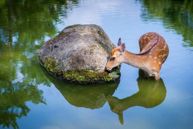 超变网页传奇世界新上线!光赏樱就满足了?这种私家深度玩法才够值啊!