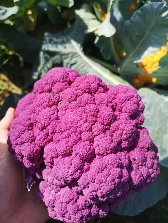 富含花青素的紫菜花