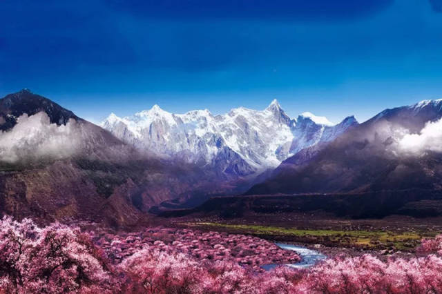 林芝桃花节旅游
