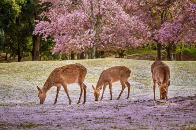超变网页传奇世界新上线!光赏樱就满足了?这种私家深度玩法才够值啊!