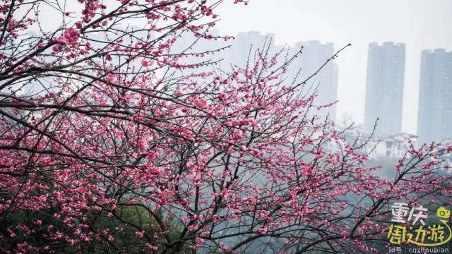 春天来啦!重庆这些地方花开正艳,美到全国都羡慕!