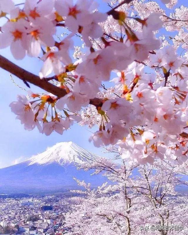 去日本感受一片樱花海,2019年日本樱花开放时间预测!