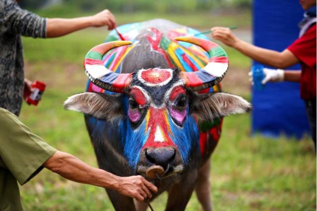 越南,涂牛彩绘,预祝新年丰收; luong thai linh/epa