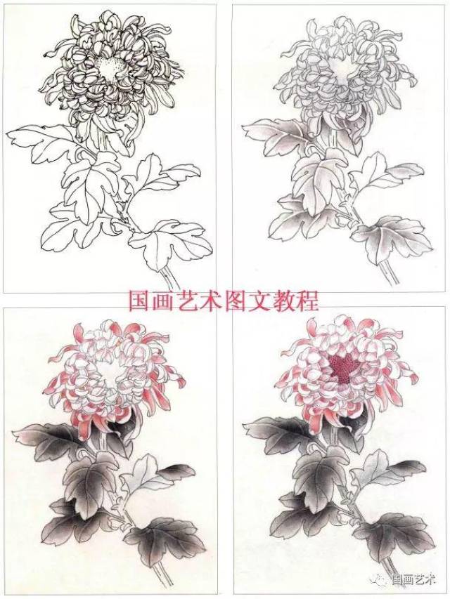 工笔菊花画法解析