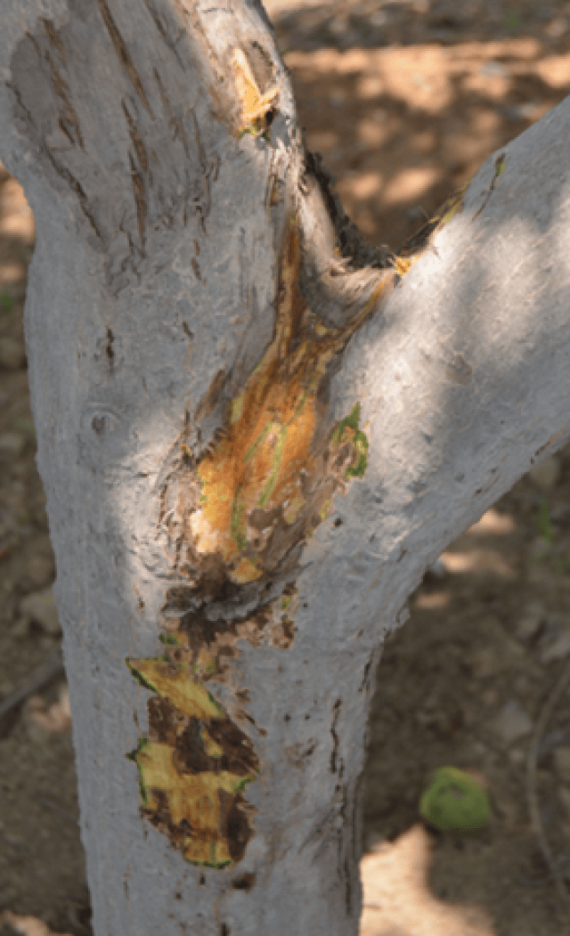 关于春季桃树流胶病,黄化病的防与治