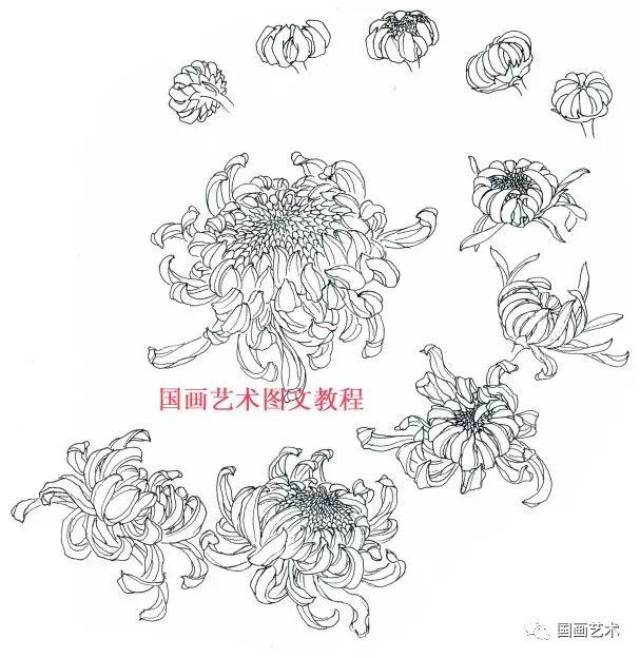 工笔菊花画法解析