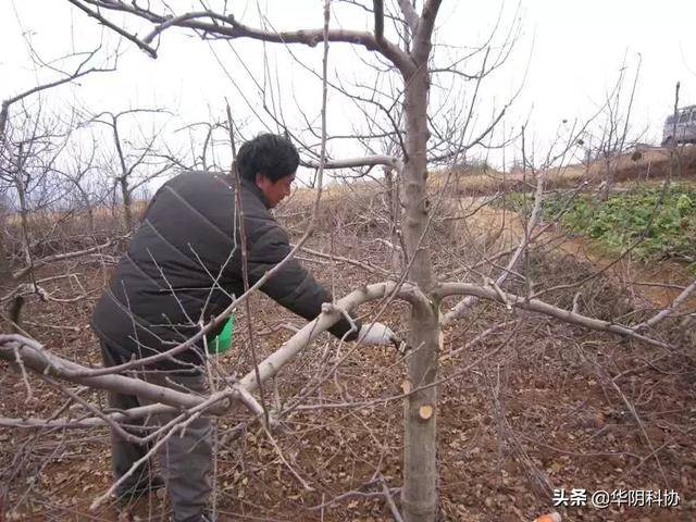 苹果树春季管理手册，这三个重点你都知道吗？