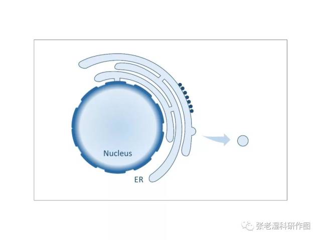 三两步的事儿:细胞核和内质网简笔画