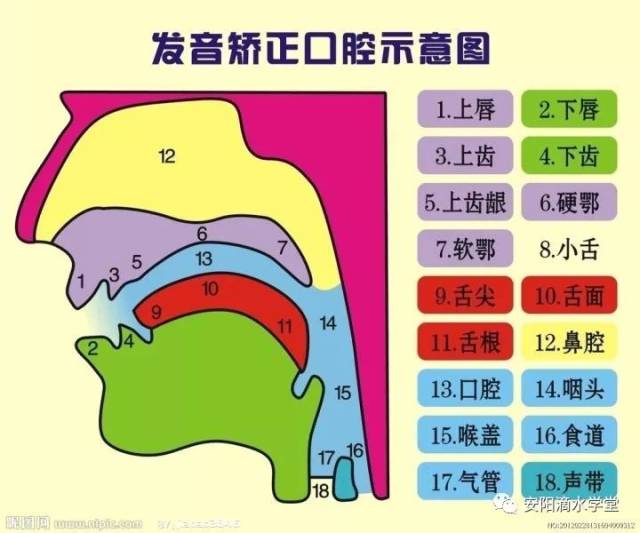 图3 我们知道,发zcs时, 舌尖位是靠近图2中5 也就是上齿龈的位置的,而