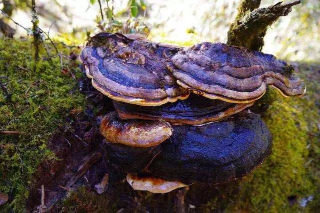 丽江起死回生草 雪山千年野灵芝