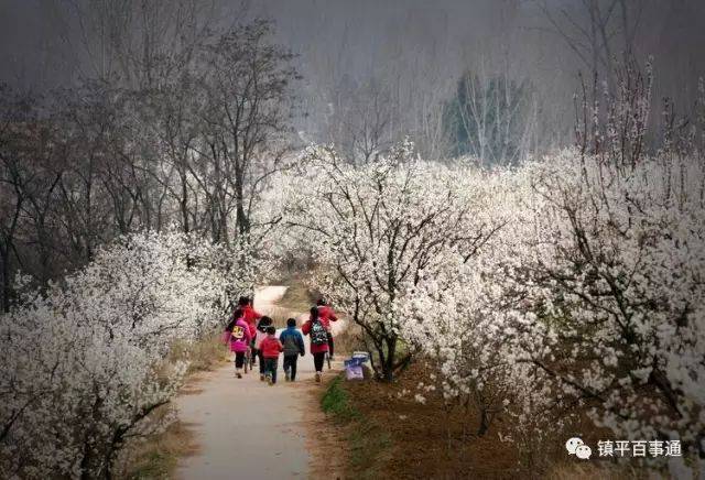 你所不知道的杏花山,是这样的.(附镇平樱桃沟图文)