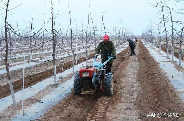 苹果树春季管理手册，这三个重点你都知道吗？