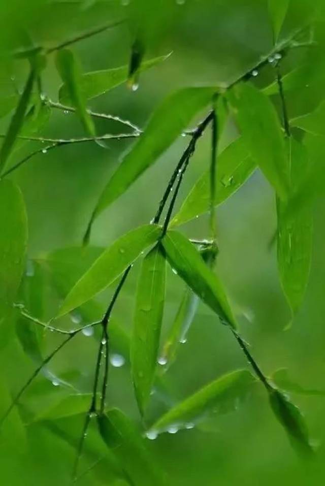 今日雨水,一曲《竹林听雨》宁静,淡泊,悠远,送给大家