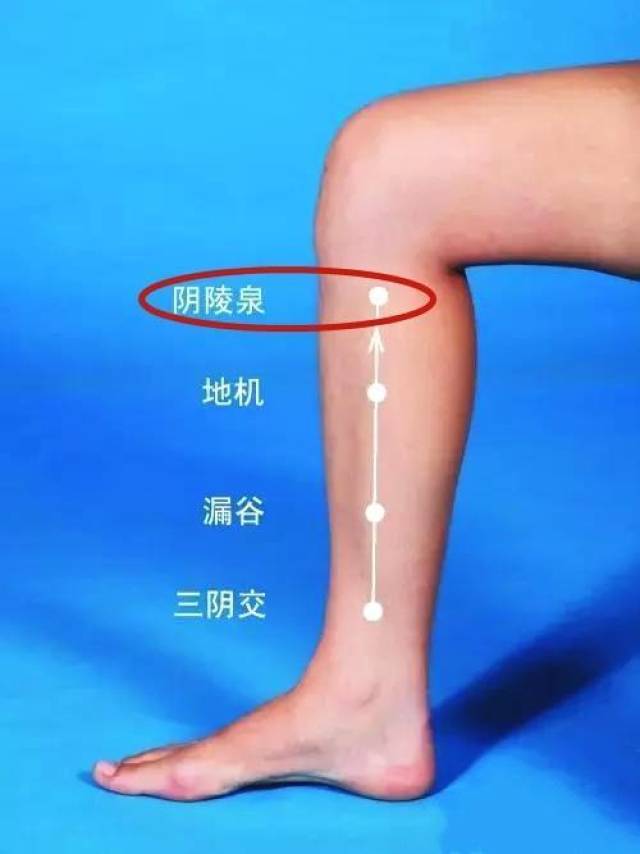 祛湿"开关"之阴陵泉——健脾祛湿