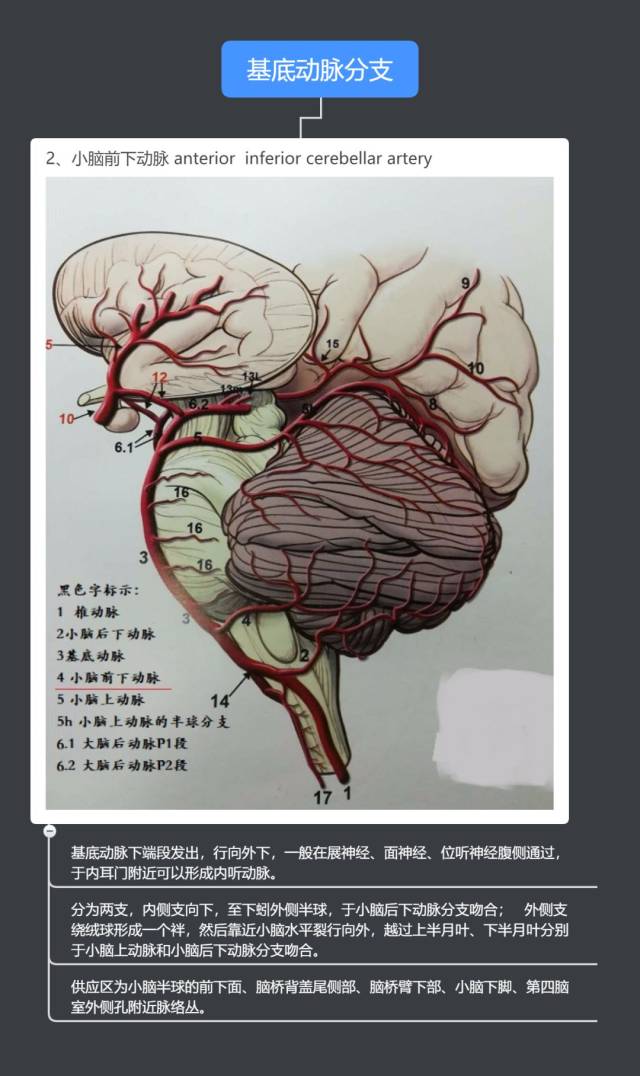 8  9  10  大脑后动脉分支: 11  备注:以上图片节选自《脑血管解剖及