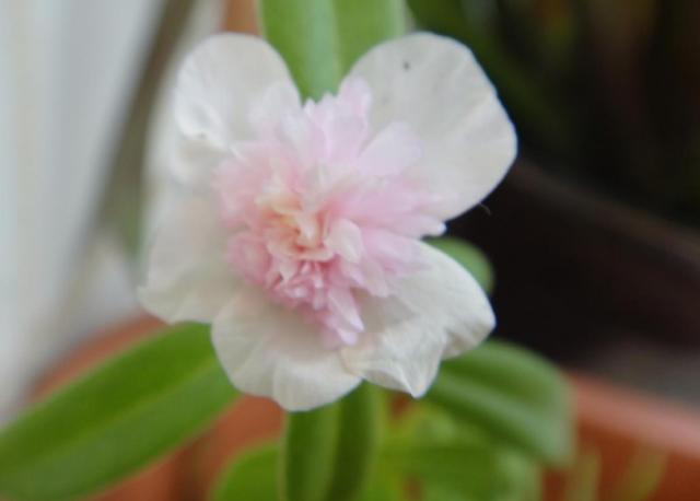 算命先生:3月起财神进门,财从天降的生肖,好运