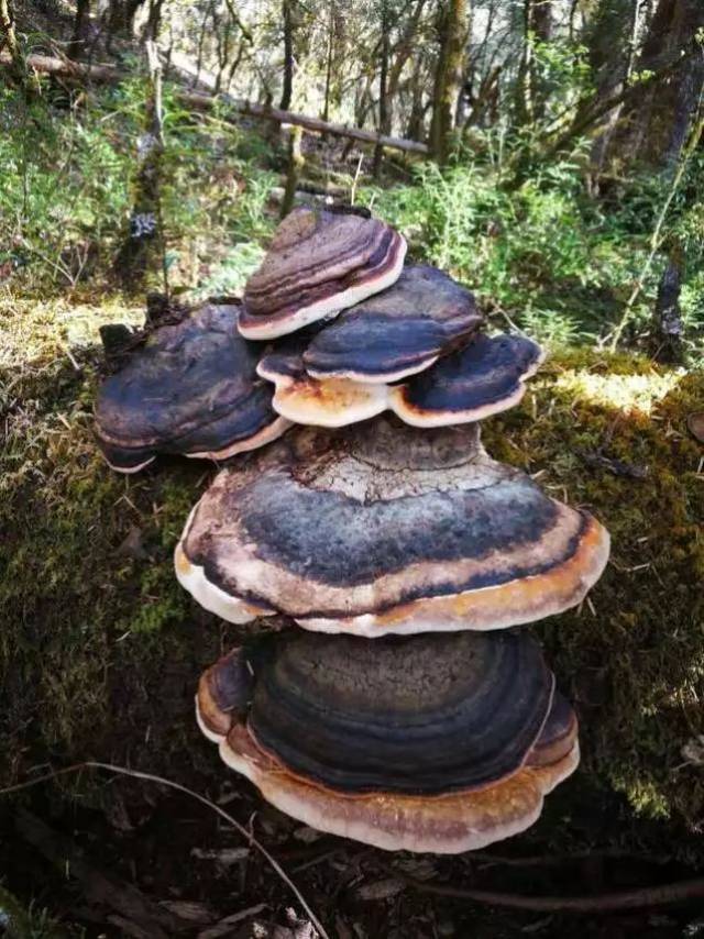 丽江起死回生草 雪山千年野灵芝