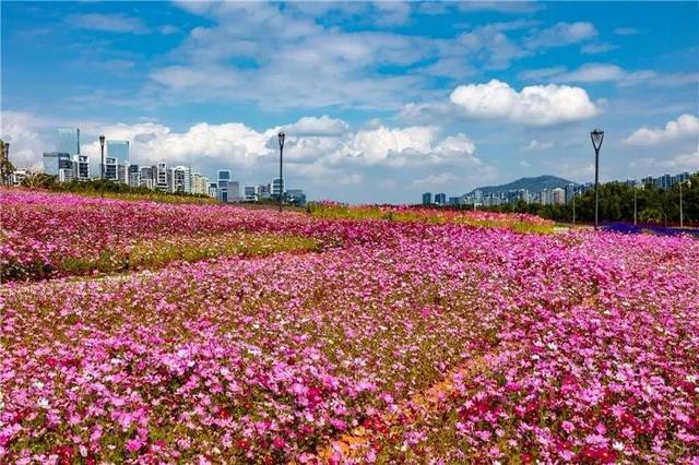 形成平面与立面相呼应的立体的,流动的花海景观,打造出名符其实的"