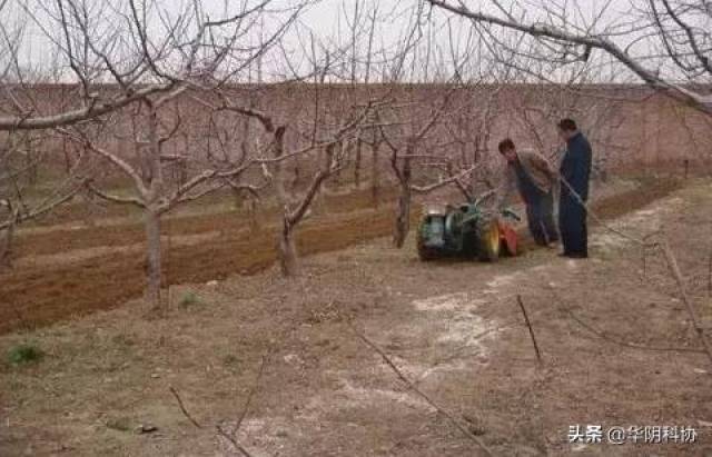苹果树春季管理手册，这三个重点你都知道吗？